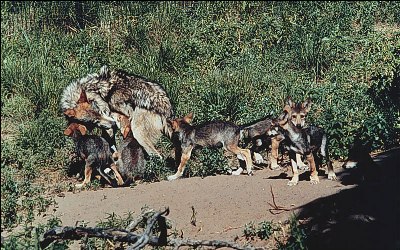 Mexican wolf with pups